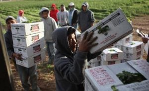 California Undocumented Workers In the Fields
