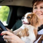 Understand How Driving with a Pet Increases Car Crashes