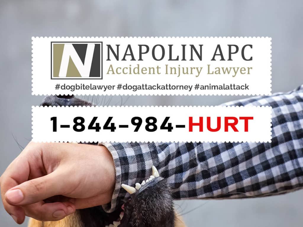Dog Bite Animal Attack Injury Lawyer